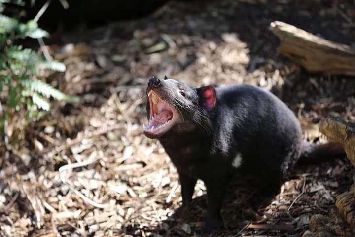 Healesville Sanctuary: Close-Up Encounters with Native Australian Wildlife photo 3