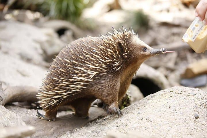 Healesville Sanctuary: Close-Up Encounters with Native Australian Wildlife photo 4