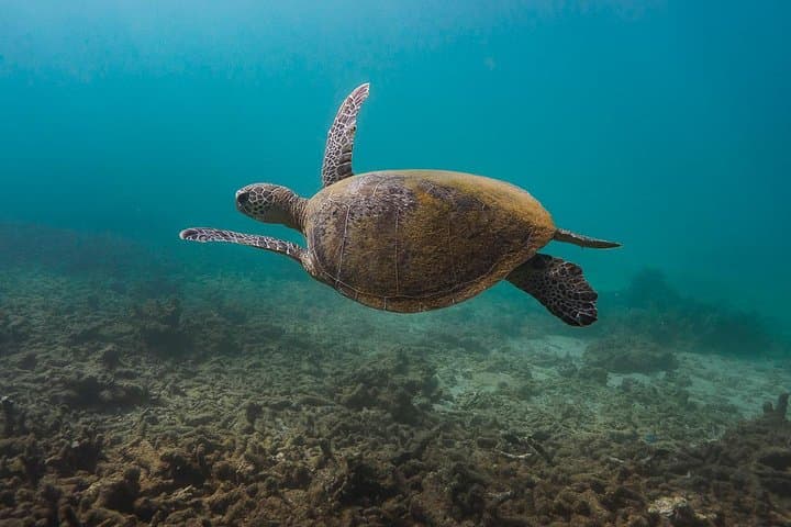 Ningaloo Reef Full-Day Snorkel and Wildlife Adventure from Exmouth photo 4