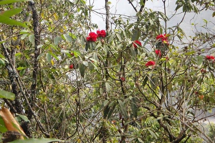 Shivapuri Day Hike: Kathmandu Valley Ridge to the 2,732m Summit photo 6