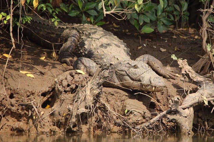 Crocodile Spotting and Spice-Plantation Walk near Panaji: Mangroves to Meals photo 3