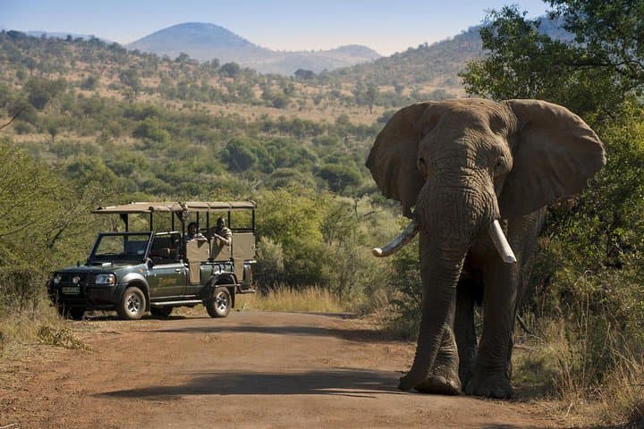 Pilanesberg Day Safari from Johannesburg: 5-Hour Open Vehicle Game Drive photo 6