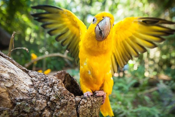Brazilian-Side Iguassu Falls & Parque das Aves: Private Tour from Foz do Iguaçu photo 1