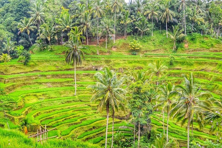 Ubud to Mount Batur: Private Kintamani Volcano Day Tour (All-Inclusive) photo 3