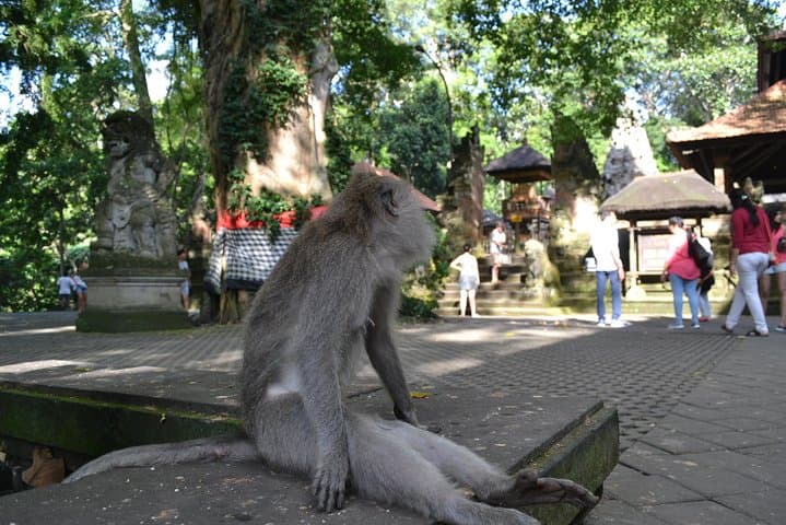 Ubud Full-Day Private Tour: Monkey Forest, Tegalalang & Tegenungan Waterfall photo 4