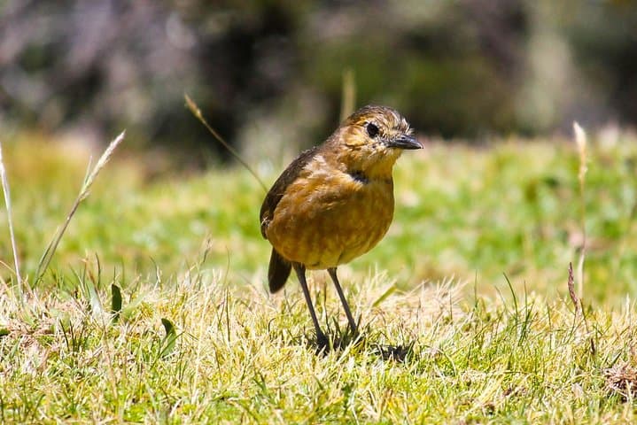 High-Andean Birdwatching in El Cajas: Day Tour from Cuenca photo 4