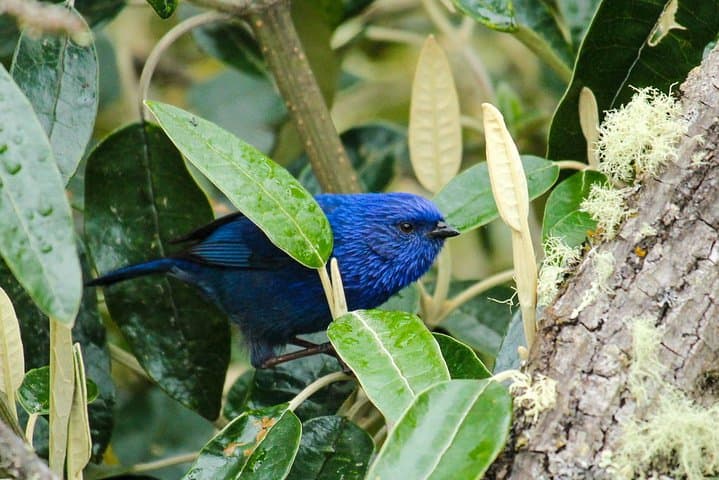 High-Andean Birdwatching in El Cajas: Day Tour from Cuenca photo 6