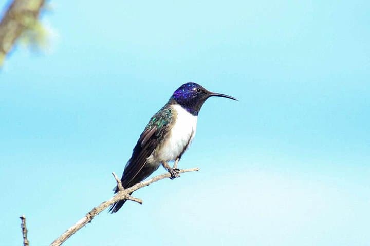 High-Andean Birdwatching in El Cajas: Day Tour from Cuenca photo 5