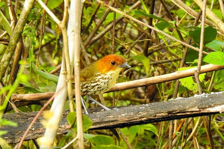 Birdwatching Tour to Yunguilla Jocotoco Reserve and El Chorro from Cuenca