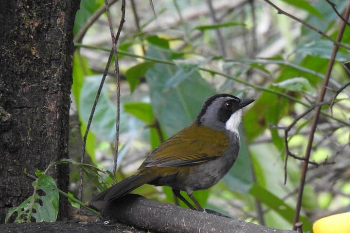 Birdwatching Tour to Yunguilla Jocotoco Reserve and El Chorro from Cuenca photo 6