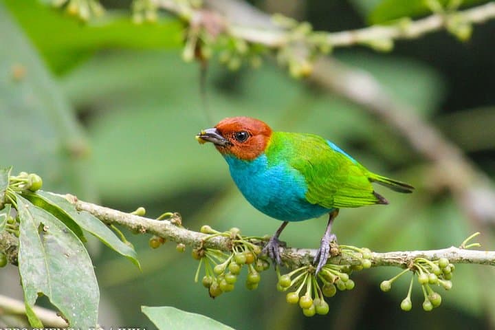 Birdwatching: Cajas & Tamarindo Day Tour from Cuenca