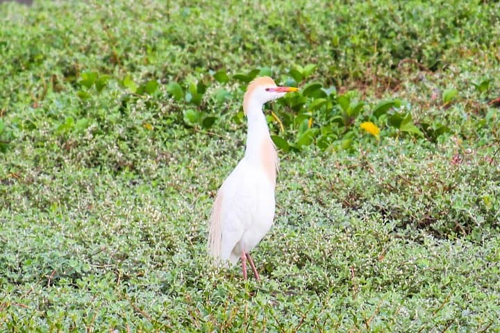 Birdwatching: Cajas & Tamarindo Day Tour from Cuenca photo 4