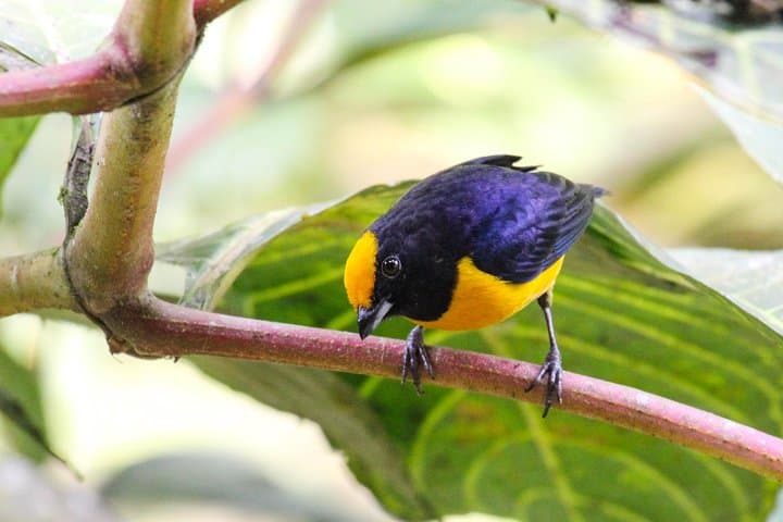 Birdwatching: Cajas & Tamarindo Day Tour from Cuenca photo 6