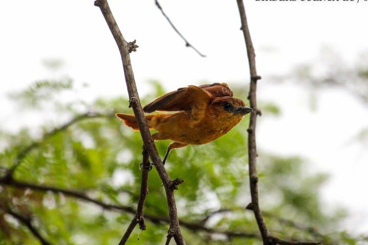 Birdwatching: Cajas & Tamarindo Day Tour from Cuenca photo 3