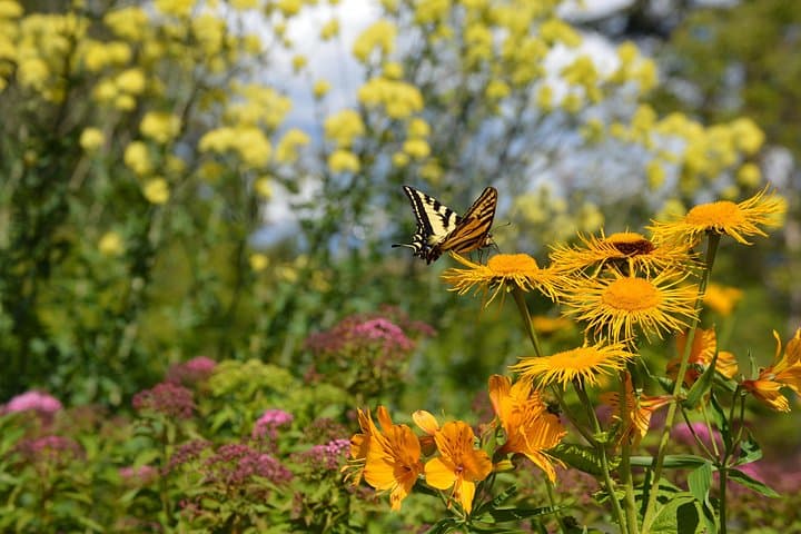 VanDusen Botanical Garden Admission — Vancouver’s 55-Acre Plant Collection, What to See & Visitor Tips photo 4