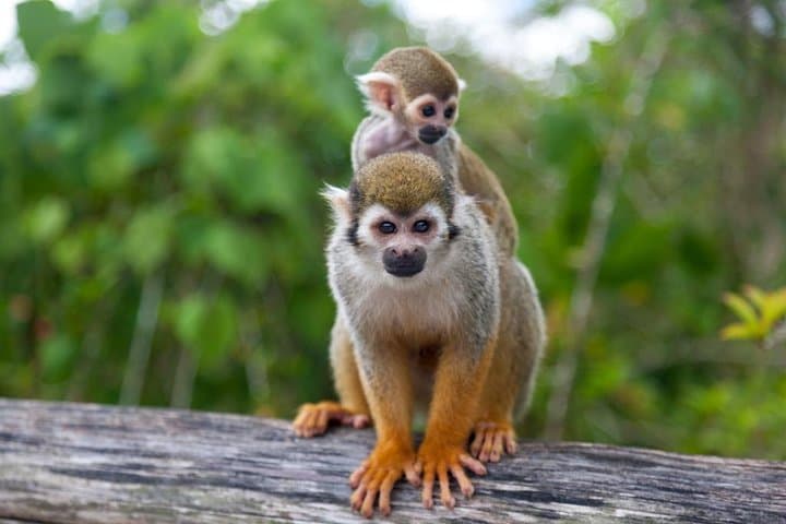 Punta Cana Jungle Buggies and Monkeyland: 4x4 River Tour & Coconut House photo 6