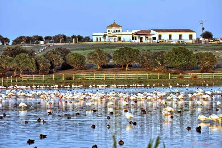 Seville Mountain Bike Tour: 65 km Dehesa de Abajo Doñana MTB Loop