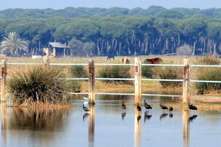 Seville Mountain Bike Tour: 65 km Dehesa de Abajo Doñana MTB Loop photo 2