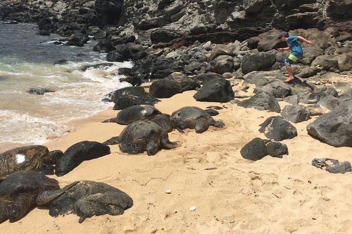 Road to Hana Day Trip from Lahaina: A Full-Day Adventure Through Maui’s Wild East photo 5