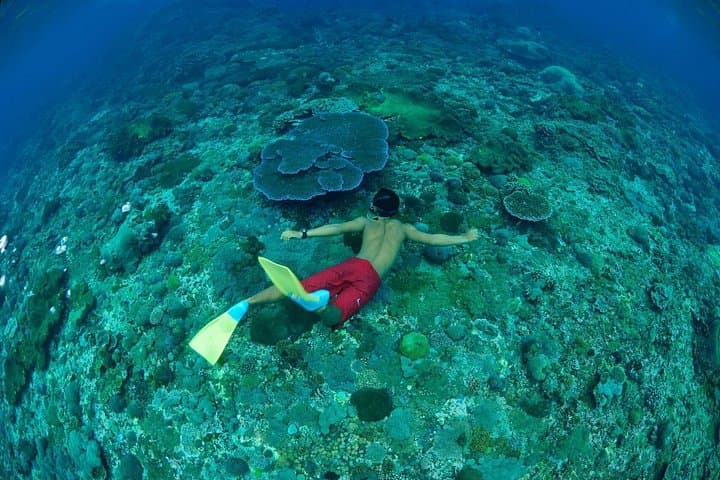 Amazing Snorkeling in Bali: Coral Gardens & Turtle Encounters from Ubud photo 5