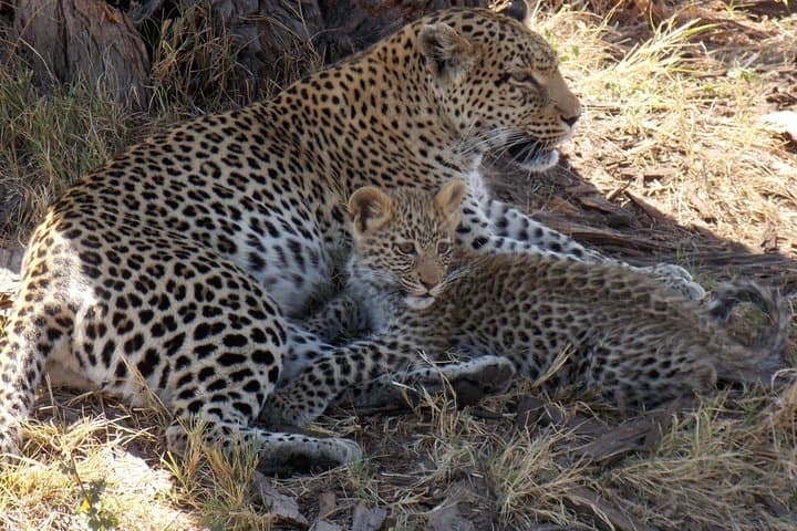 Makgadikgadi Meerkat Safari: 4-Night Stargazing & Okavango Delta Adventure