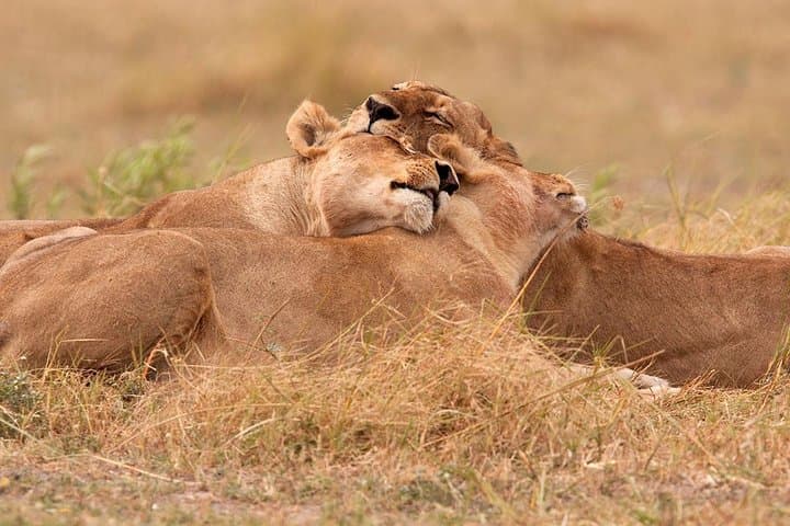 Akagera National Park Day Trip: Big Five Safari from Kigali