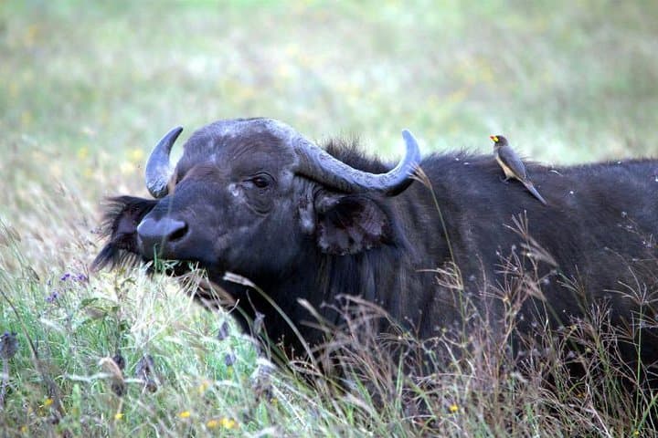 Akagera National Park Day Trip: Big Five Safari from Kigali photo 2