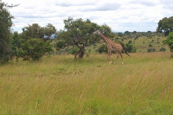 Akagera National Park Day Trip: Big Five Safari from Kigali photo 4