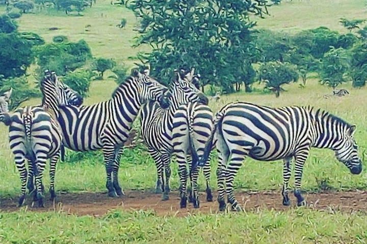 Akagera National Park Day Trip: Big Five Safari from Kigali photo 3