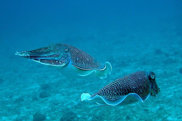 Racha Yai & Racha Noi Day Dive from Phuket — 3-Dive Marine Adventure photo 5