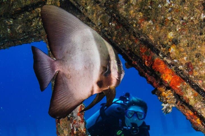 Racha Yai & Racha Noi Day Dive from Phuket — 3-Dive Marine Adventure photo 3