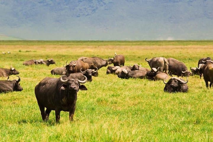 Ngorongoro Crater Day Tour: Wildlife, Geology, and Practical Safari Tips photo 4