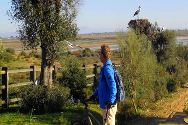 Seville Mountain Bike Tour: 65 km Dehesa de Abajo Doñana MTB Loop photo 3
