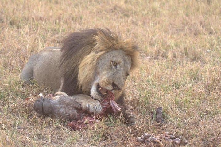 7-Day Okavango & Moremi Safari: Delta Camping, Mokoro Trips & Chobe Game Drives photo 2