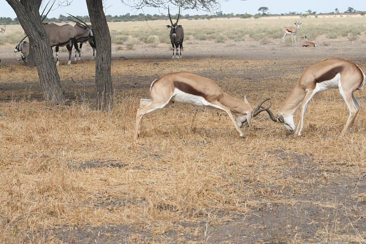 Okavango Mokoro & Kalahari Safari: 14-Day Camping Expedition from Maun photo 4