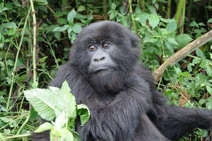 Gorilla Trekking from Kigali: Day-Trip Transfer to Volcanoes National Park
