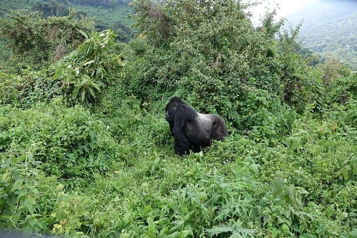 Gorilla Trekking from Kigali: Day-Trip Transfer to Volcanoes National Park photo 3