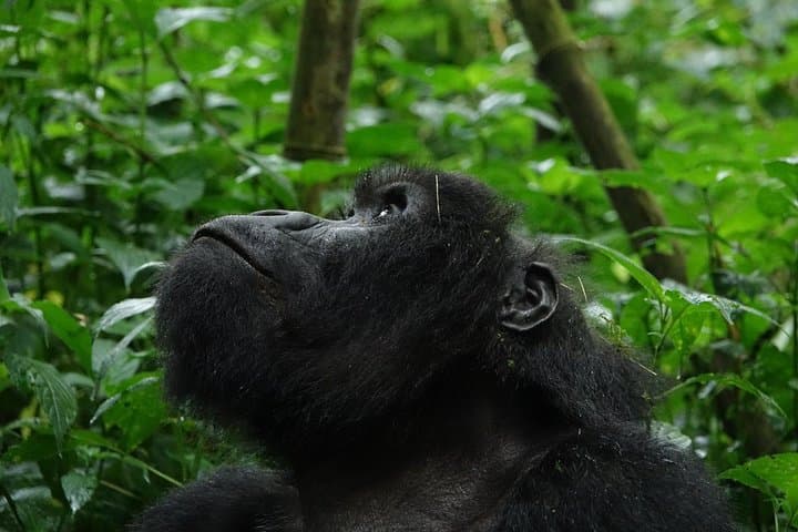Gorilla Trekking from Kigali: Day-Trip Transfer to Volcanoes National Park photo 4