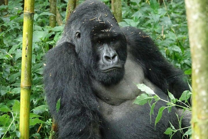 Gorilla Trekking from Kigali: Day-Trip Transfer to Volcanoes National Park photo 5