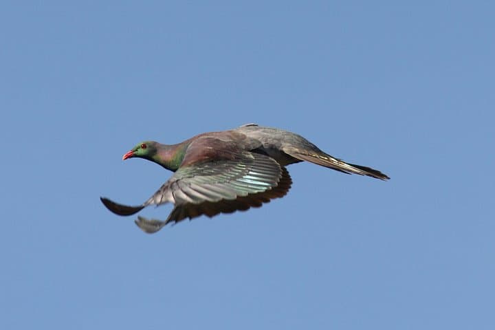 Rotorua One-Day Birding Adventure — Endemic Birds in Forests, Wetlands & Estuaries photo 2