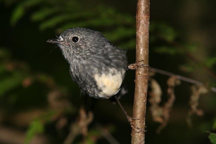 Rotorua One-Day Birding Adventure — Endemic Birds in Forests, Wetlands & Estuaries photo 3