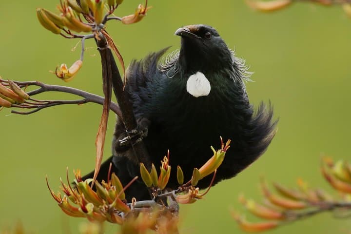 Rotorua One-Day Birding Adventure — Endemic Birds in Forests, Wetlands & Estuaries photo 4