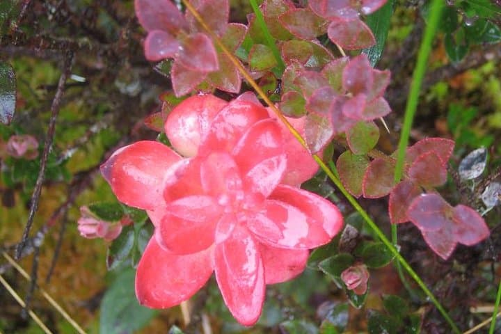 Inca Trail Express: 5-Day Short Trek to Machu Picchu & Wiñay Wayna photo 2