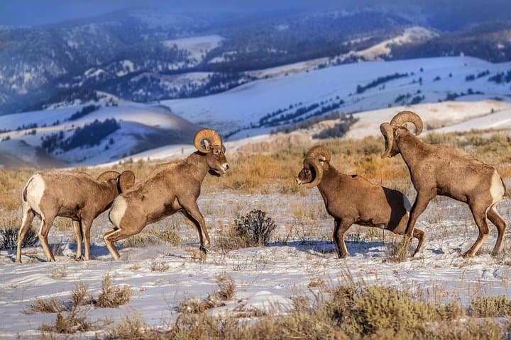 Winter Wildlife Safari: Grand Teton & National Elk Refuge Sleigh Tour photo 4
