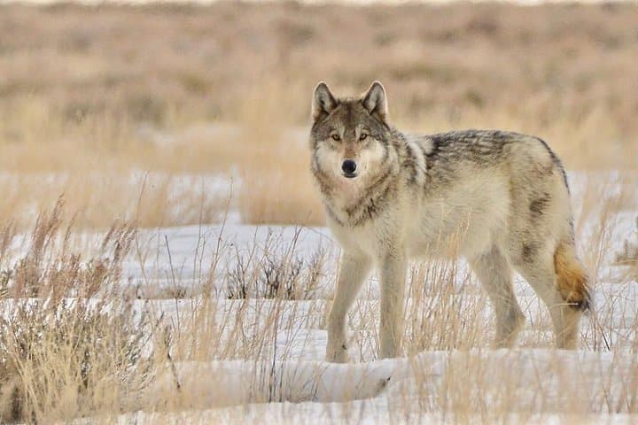Winter Wildlife Safari: Grand Teton & National Elk Refuge Sleigh Tour photo 5