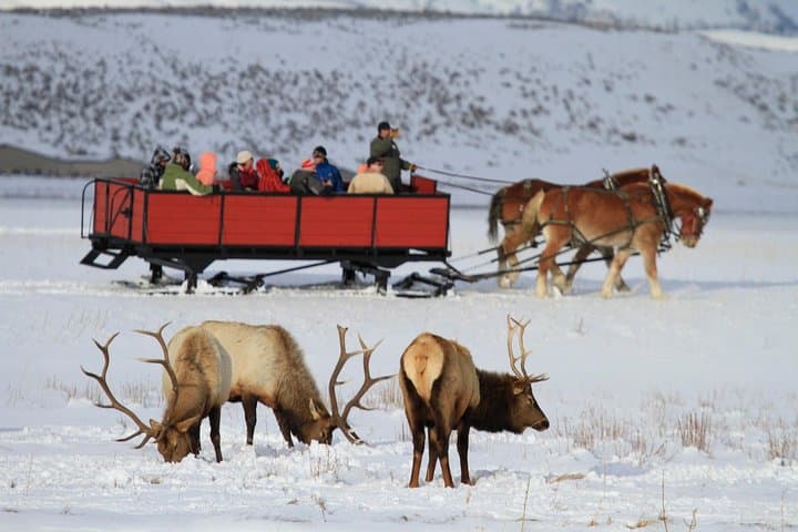 Winter Wildlife Safari: Grand Teton & National Elk Refuge Sleigh Tour