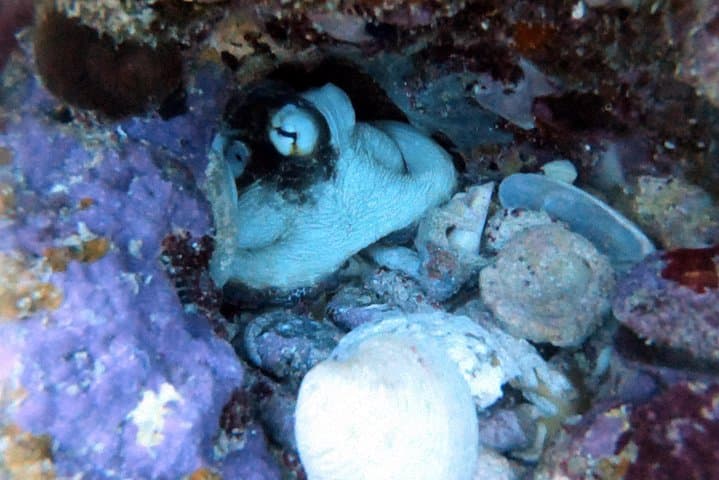 Experience Pristine Waters: A Private Snorkeling Adventure in St Thomas photo 4