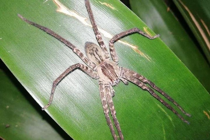 La Fortuna Night Walk: Guided Wildlife Tour in Arenal Rainforest photo 3