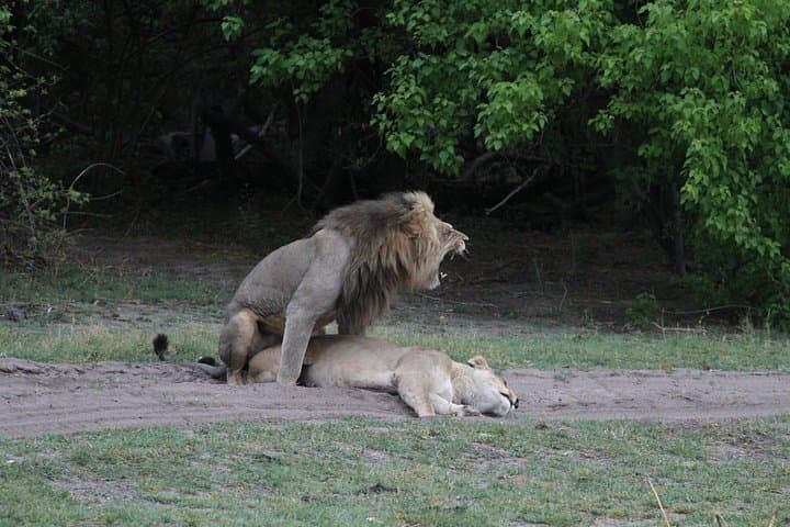 Okavango Mokoro & Kalahari Safari: 14-Day Camping Expedition from Maun