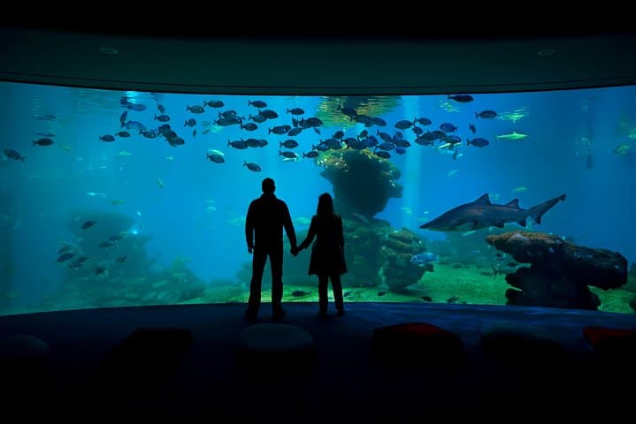Skip-the-Line Palma Aquarium from Port Alcudia — Bus Transfer & Entry